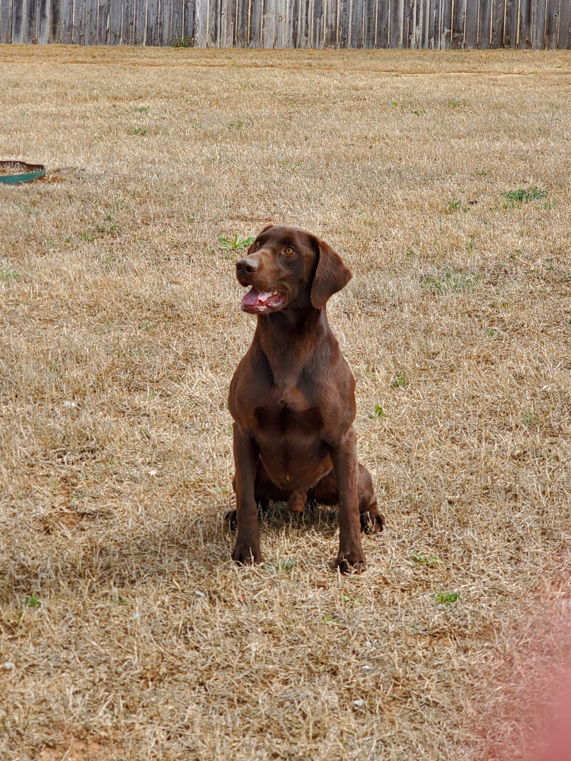 HR Zeus Northstar Supernova SH | Chocolate Labrador Retriver