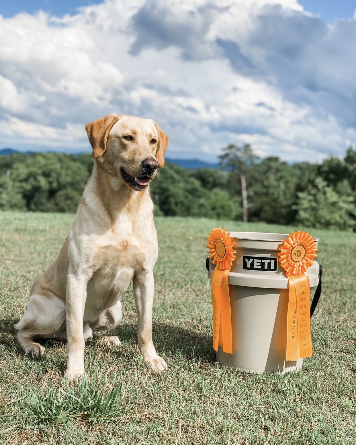 Rockytops Whiskey Bent and Water Bound MH | Yellow Labrador Retriver