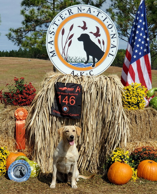 Stoneridge Rock N Roll Dynamo MH (13) | Yellow Labrador Retriver