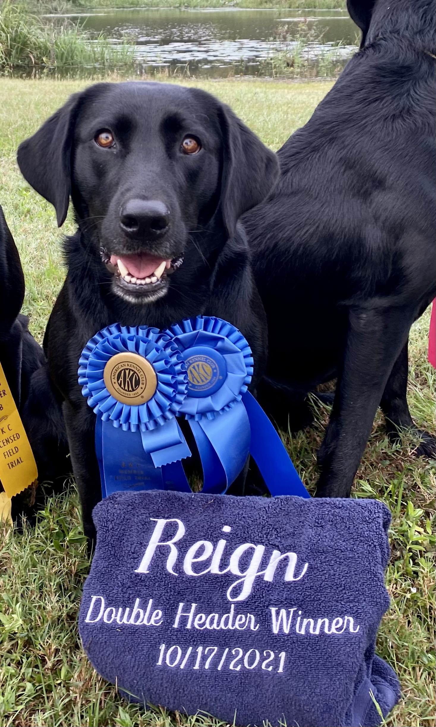 My Rocks Heavens Hallelujah | Black Labrador Retriver