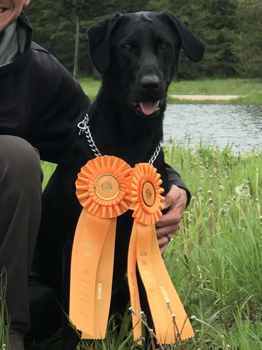 Miss Curie Surfer JH | Black Labrador Retriver