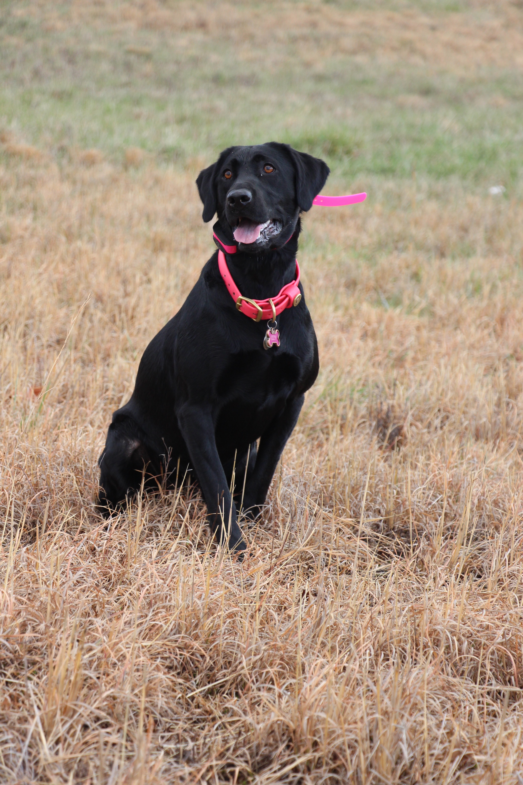 HRCH Harvest Moon’s Queen Of Spades | Black Labrador Retriver