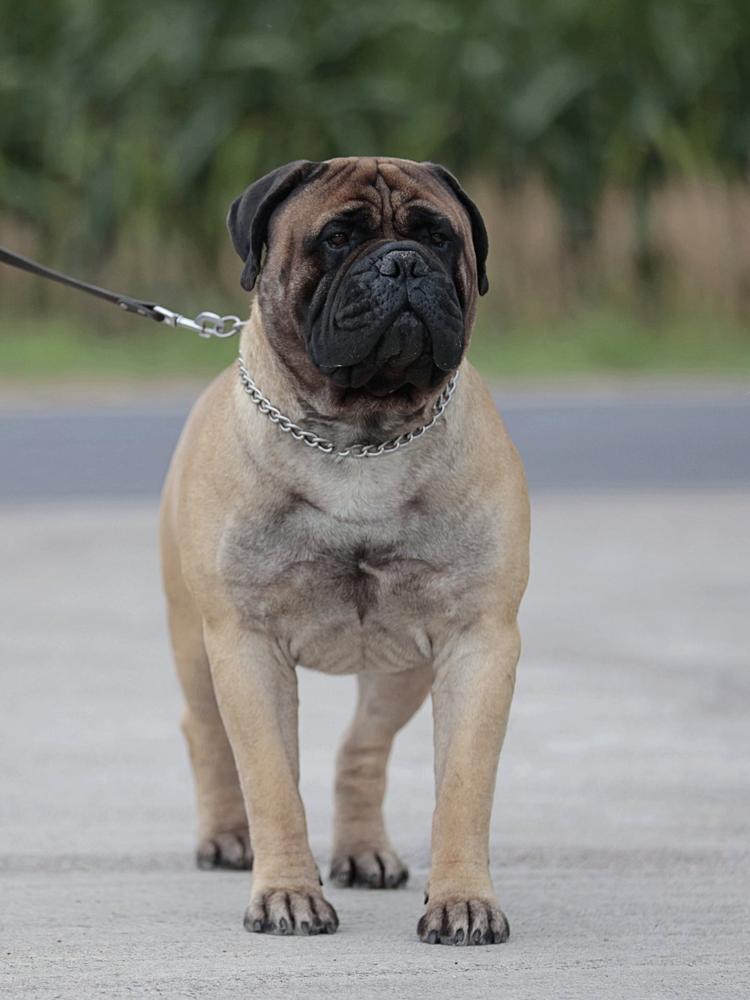 Honey Dynasty CARAT for Cani Felici | Bullmastiff 