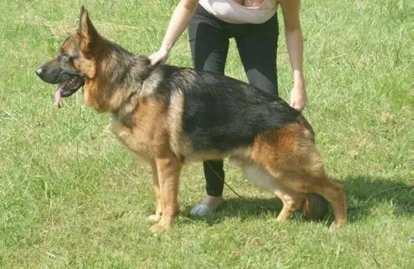 Ivann du Clans des Gladiateurs | German Shepherd Dog 