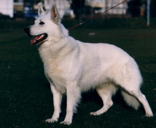 Yuma vom Werntal | White Swiss Shepherd Dog 