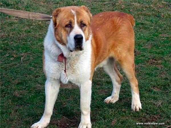 B Chomba | Central Asian Shepherd Dog 