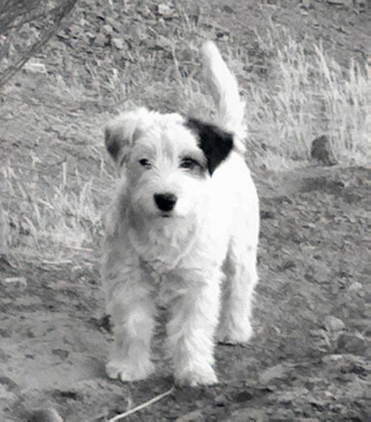 HHA HART DE LAS DOCE ISLAS | Jack Russell Terrier 