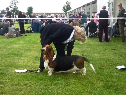 TDO Cherry Pie | Basset Hound 