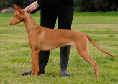 vicoridge gotcha good | Pharaoh Hound 