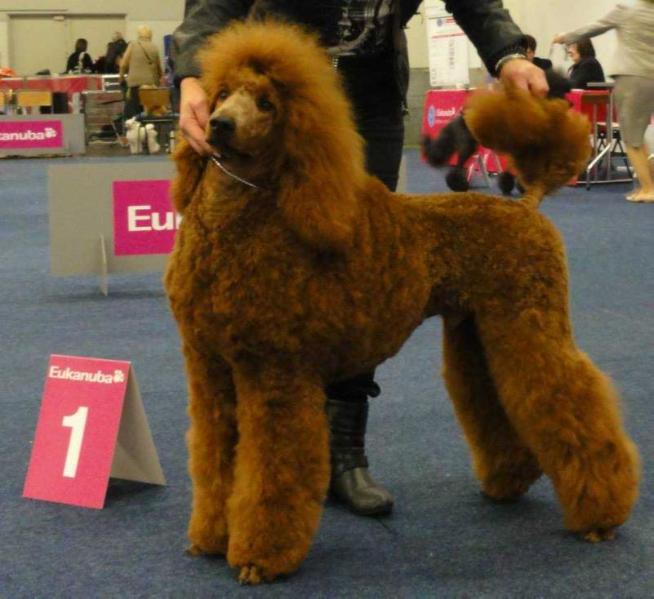 Arreau's Morning Has Broken | Poodle 