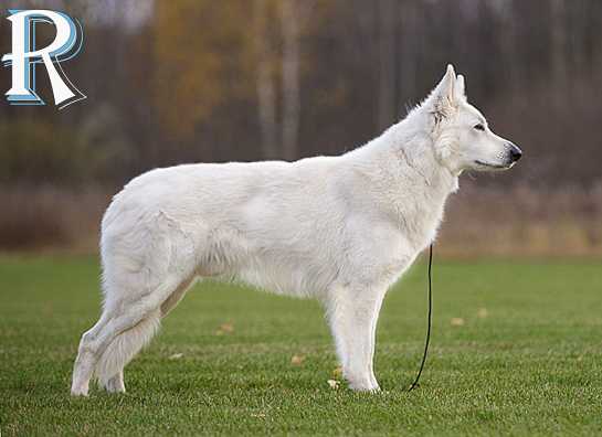 Rus Pride Vector of fame | White Swiss Shepherd Dog 