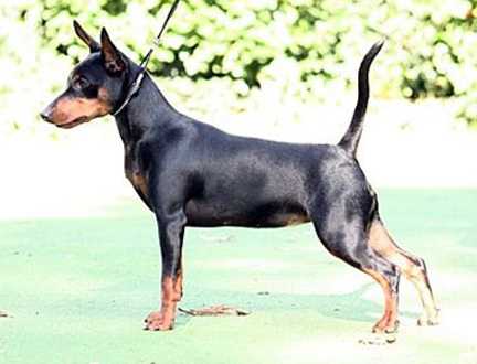 Fabulous Franka Vandervor | Miniature Pinscher 