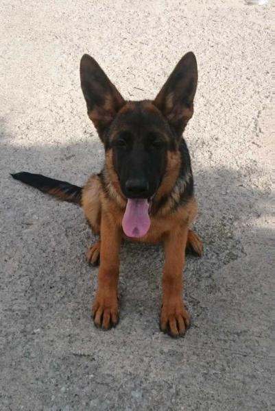 Irxe vom Zellwaldrand | German Shepherd Dog 