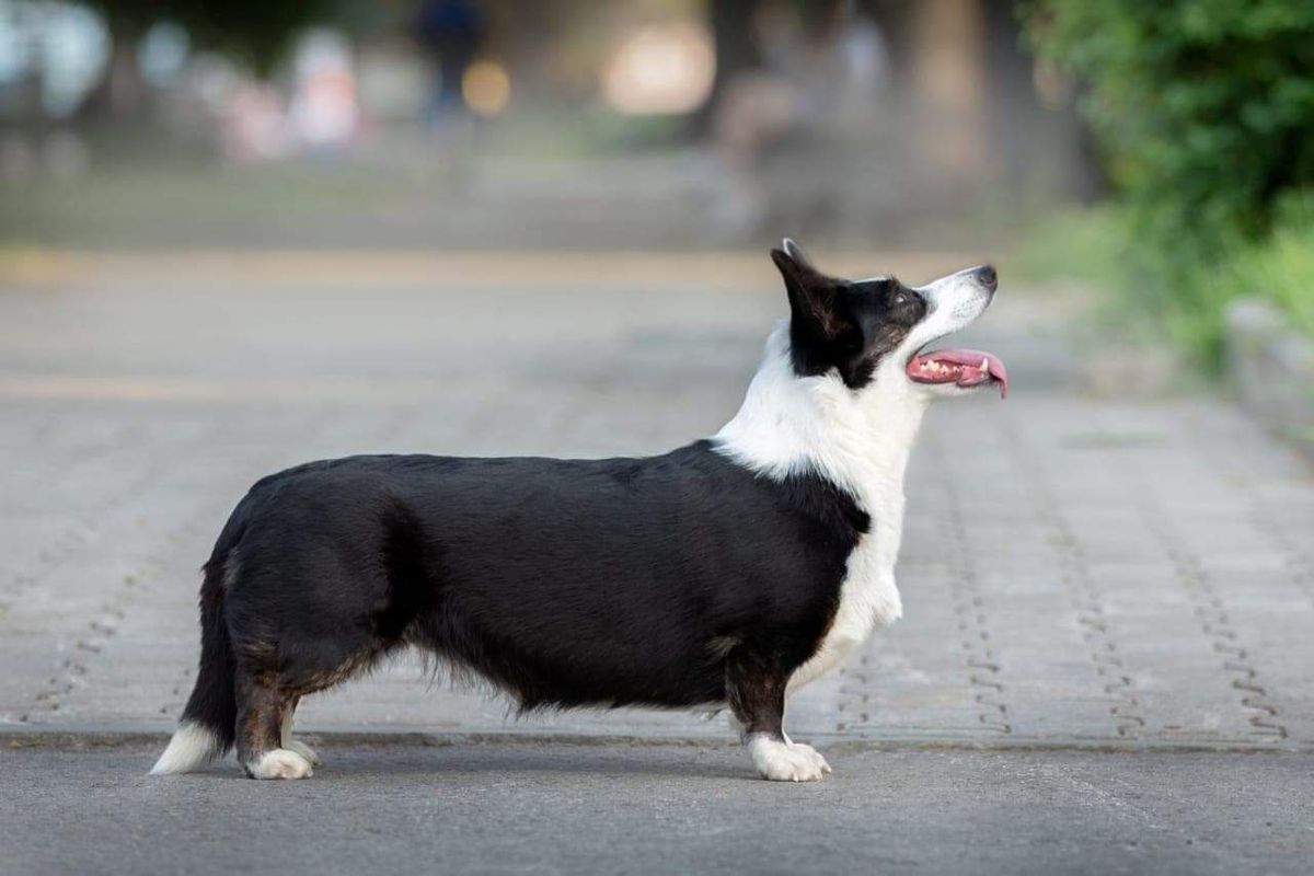 PASTUSHOK PRIBOYA CHERRY BLOSSOM | Cardigan Welsh Corgi 