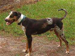 Abney's Cisco | Catahoula Leopard Dog 