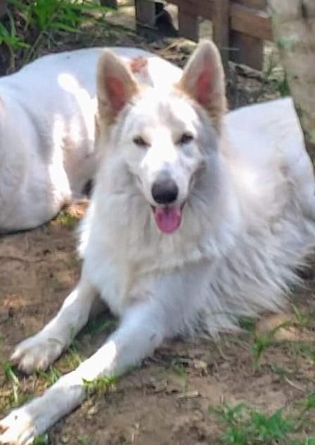 Aquiles aus Fontschweizer | White Swiss Shepherd Dog 