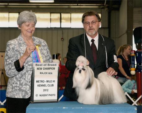 Heaven Sent's Special Eddition | Shih Tzu 