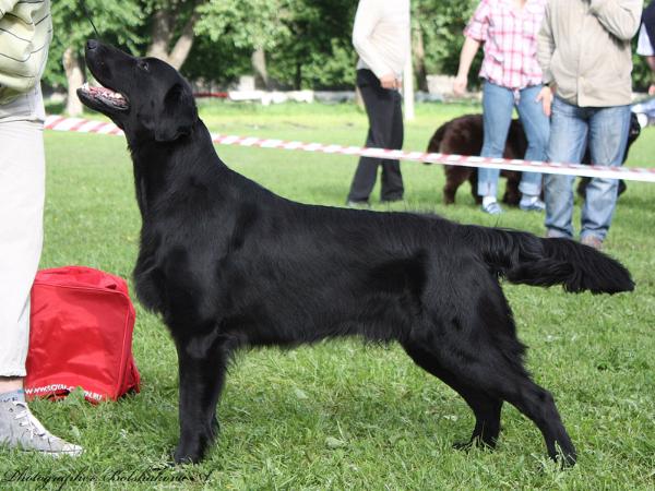 Almanza Totally Mind-Blowing | Flat-Coated Retriever 