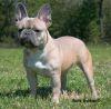 Tig Maistro Fruzsina | French Bulldog 