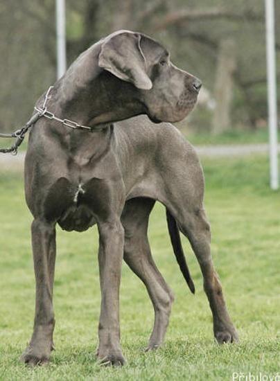 Nancy Cevelob | Great Dane 