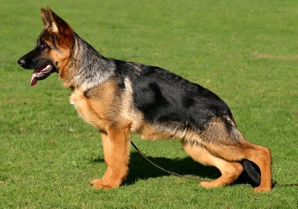 Rikkor vom St.-Michaels-Berg | German Shepherd Dog 