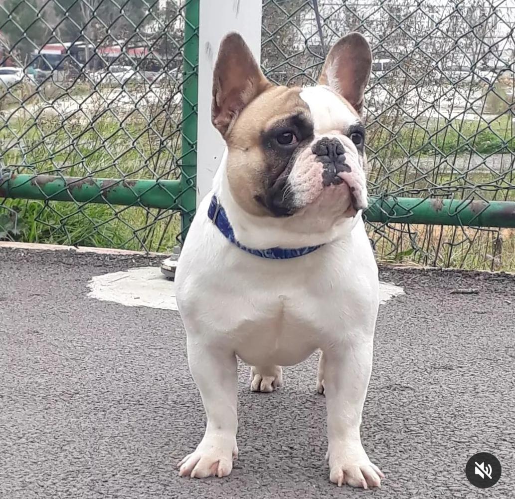 Alpin's BOSPHORUS BULLS MINION(Simon) | French Bulldog 