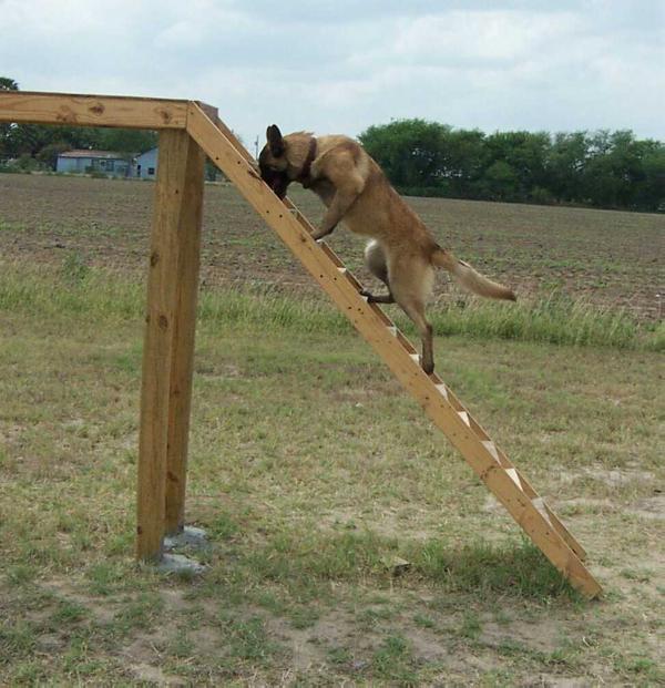 Windrushs Chakara | Belgian Malinois  Windrushs Chakara | Belgian Malinois
