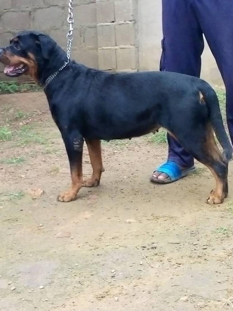 Arya VH Ceaser | Rottweiler 