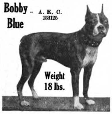 Bobby Blue 153125 | Boston Terrier 