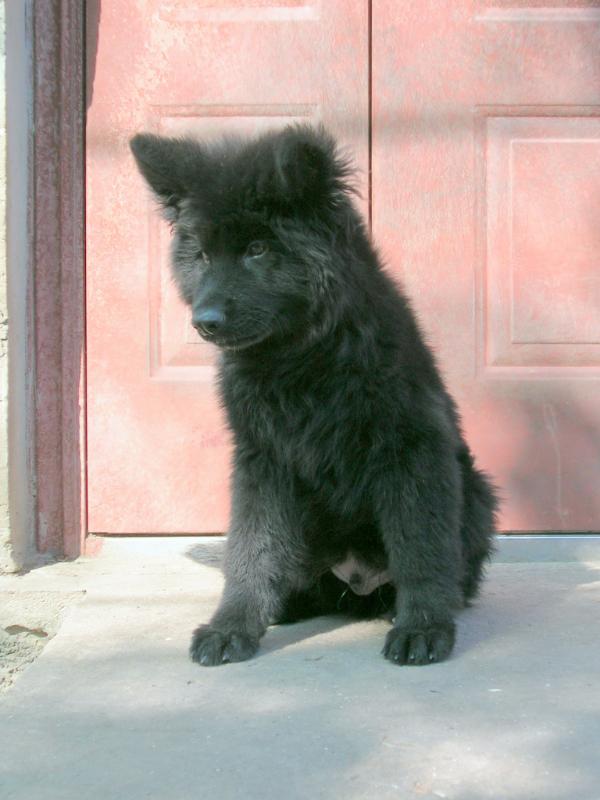 ???? | German Shepherd Dog 