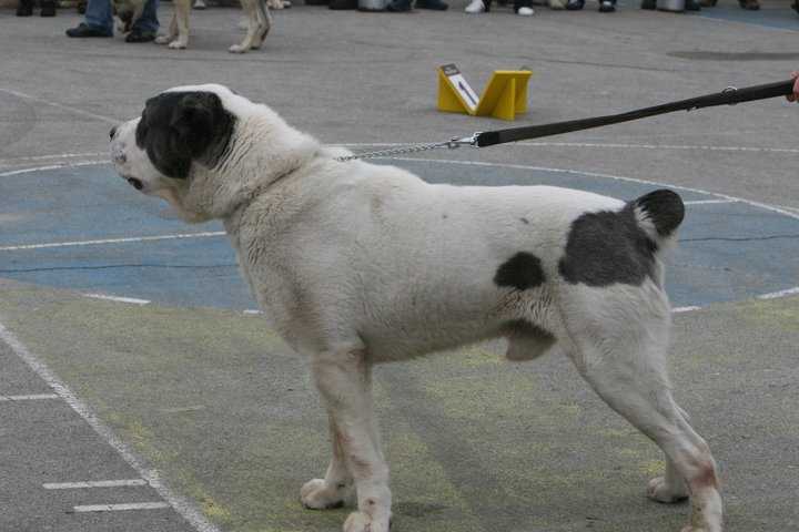 Chan Fenomenas | Central Asian Shepherd Dog 