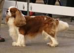 Brymarden Montana | Cavalier King Charles Spaniel 