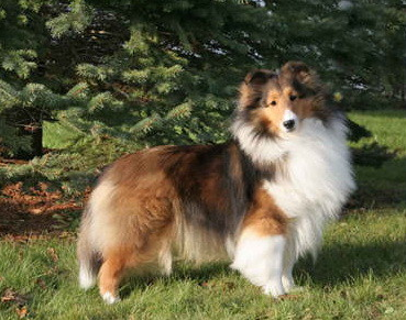 Macdega Intuition | Shetland Sheepdog 