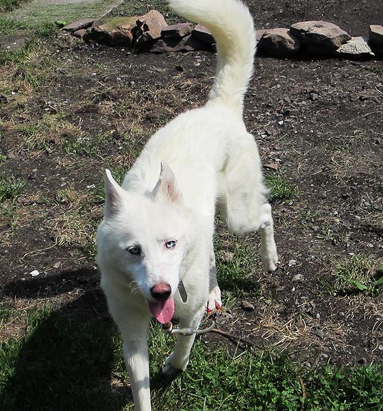 Princess Brook Logan Wilson | Siberian Husky 