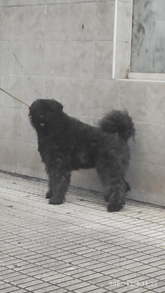 le coeur du désert de Valldeghuesa | Bouvier des Flandres 