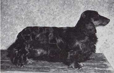 Brigmerston Loop De Loop | Dachshund 