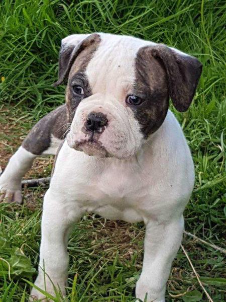 L'Antre Des Centaures ELEKTRA of Ylca | American Bulldog 