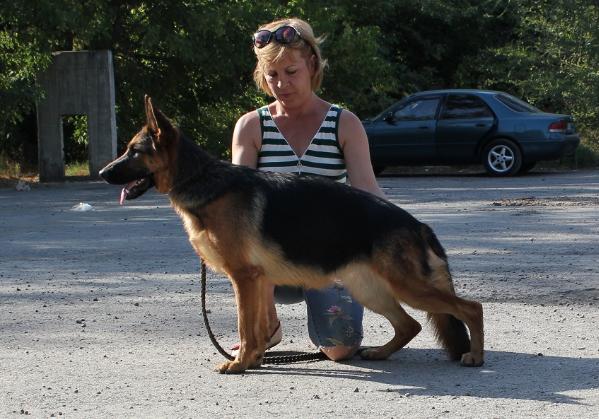 Infiniti  Bratskogo Vzmorja | German Shepherd Dog 