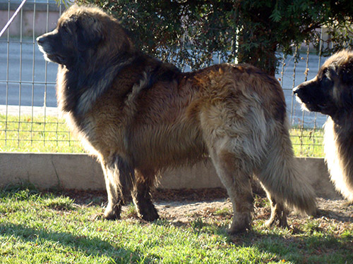 Atibos Dil Ka Rishta | Leonberger 