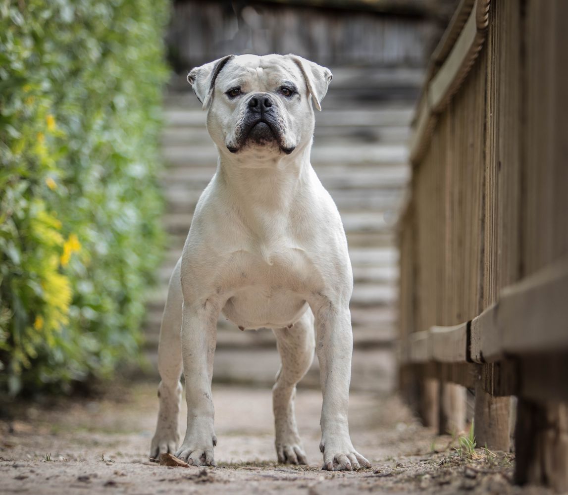 HDB's MESSI | American Bulldog 