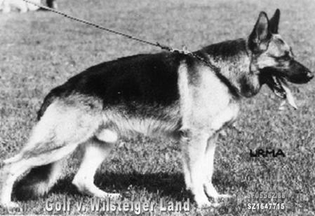 Golf vom Wildsteiger Land | German Shepherd Dog 