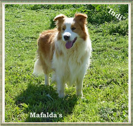 Indiana Red Of Maranns Home | Border Collie 