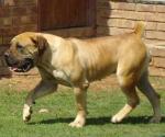 Nostras Lallie | African Boerboel 