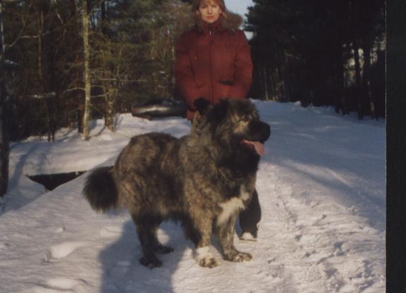 Emelj iz Ladojskogo Doma | Caucasian Mountain Dog 