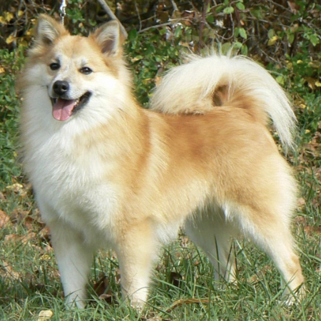 Isneista Ljosalfur of Bayshore | Icelandic Sheepdog 