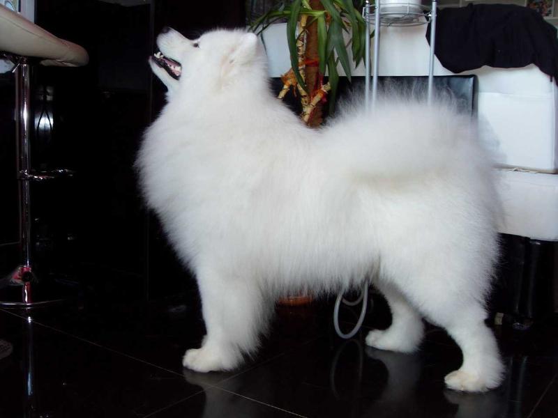 Belyi Volk Star Prize | Samoyed 