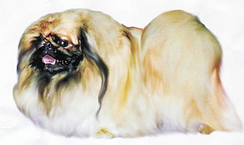 Shakti yue pu | Pekingese 