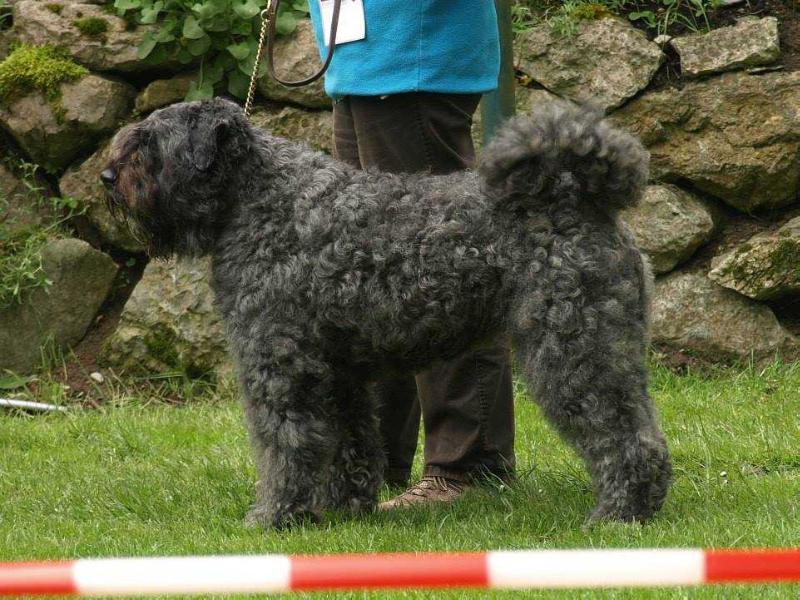 Chepam Rhianna | Bouvier des Flandres 