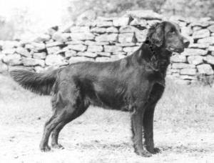 Waverton Katinka | Flat-Coated Retriever 