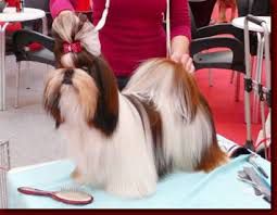 MEKONG JIANG PANG-LA | Shih Tzu 